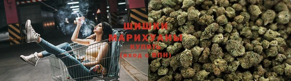 шишки Белокуриха